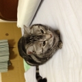 かい