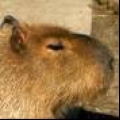 capybarazuki