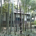 竹藪の竹の子