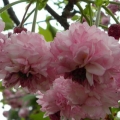 鵯桜