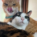 たまきら