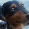 山犬