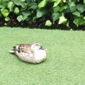 たいち