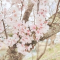 おにぎり