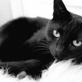 黒猫トム