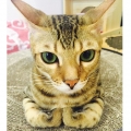 りんちゃん