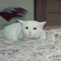 白ねこ師匠