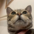 いるか