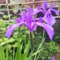 静