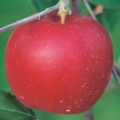 りんごアップル