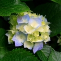 なないろ花色世界はひとつ