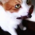 claris