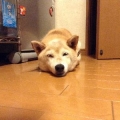 shibawanko
