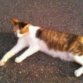 ねこ助