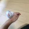 ぺろきち