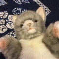 A chi chi chan 