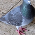 Syox 