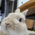 さゝ木