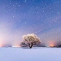 雪の野原