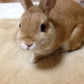 ゆずぽん