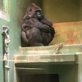 ねぎ坊主。