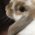 らんらん