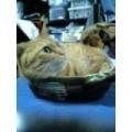 猟奇的な猫