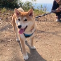 ポポポ大王