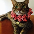 🐾にゃーごฅ🐾