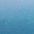 kico