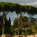 ローマの松